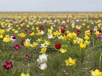 Тюльпанная степь в Ершовском районе станет памятником природы