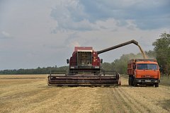 Ершовский район — в числе лидеров по сбору зерновых