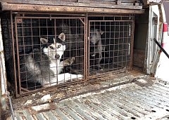 В Ершовском районе ведется работа по отлову безнадзорных собак