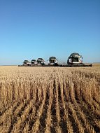 В Ершовском районе подвели итоги уборки ранних зерновых и сева озимых 2025 года