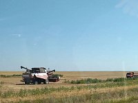 Уборочная кампания в Ершовском районе выходит на финишную прямую