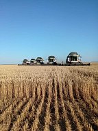 Уборочная кампания-2025: хозяйства Ершовского района демонстрируют уверенные темпы сбора урожая