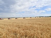 Саратовские сельхозпроизводители собрали 1,8 млн. тонн зерна нового урожая