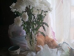 Ершовцы делятся фото своих домашних питомцев