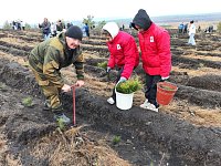 В Саратовской области в рамках экоакций высадили порядка 12 миллионов деревьев