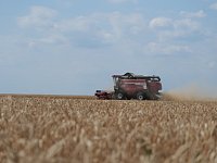 Ершовский район — в числе лидеров по сбору зерновых