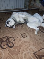 Ершовцы делятся фото своих домашних питомцев