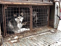 В Ершовском районе ведется работа по отлову безнадзорных собак