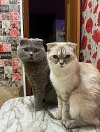 Ершовцы делятся фото своих домашних питомцев