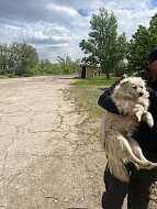 Еще 7 ершовских собак-«беспризорников» направлены в приют