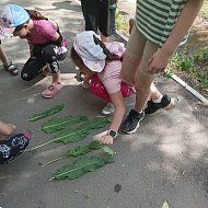 В Литературном сквере Ершова юные экологи нашли рудбексию, лилейник и многое другое