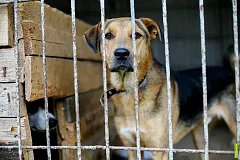 В Ершовском районе продолжится отлов безнадзорных собак