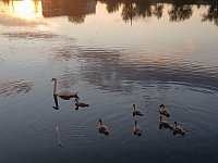 На ершовском пруду вновь появилась семья лебедей