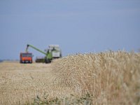Аграрии Ершовского района продолжают уборочную кампанию