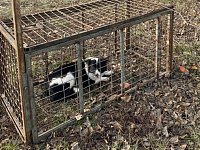 В Ершове вновь работали специалисты по отлову бродячих животных