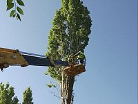 На территории Ершовского района проводятся плановые работы по санитарной обрезке деревьев