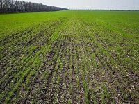 В Ершовском районе завершена посевная кампания: план выполнен на 100%