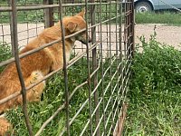 В Ершове специалисты по отлову собак полностью отработали условия договора и готовы заключить следующий