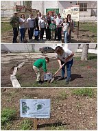 Ершовцы, участвуя в международной акции «Сад памяти», посадили саженцы рябины, березы, каштанов и сирени