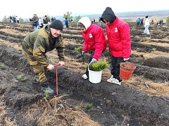 В Саратовской области в рамках экоакций высадили порядка 12 миллионов деревьев