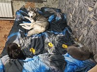 Ершовцы делятся фото своих домашних питомцев