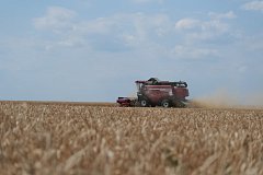 Ершовский район — в числе лидеров по сбору зерновых