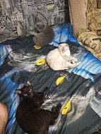 Ершовцы делятся фото своих домашних питомцев