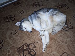 Ершовцы делятся фото своих домашних питомцев