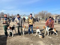 В Ершовском районе с успехом прошла выводка гончих собак