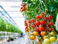 Саратовская область входит в число регионов-лидеров РФ по производству тепличных овощей 