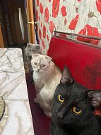 Ершовцы делятся фото своих домашних питомцев