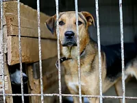 В Ершовском районе продолжится отлов безнадзорных собак