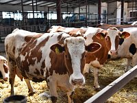 Саратовская область признана благополучной по ящуру