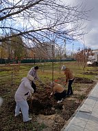 Озеленение городских территорий: совместная работа на благо Ершова