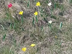 В Ершовском районе зацвели тюльпаны