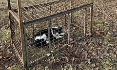 В Ершове вновь работали специалисты по отлову бродячих животных