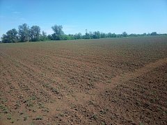 На финишной прямой: в МТС "Ершовская" завершается весенний сев