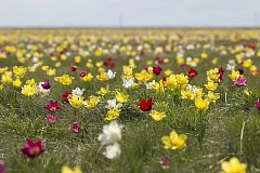 Тюльпанная степь в Ершовском районе станет памятником природы