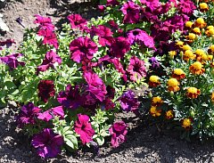 Погода в Ершове сегодня «капризничает»