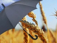 Саратовская область – лидер России по развитию агрострахования