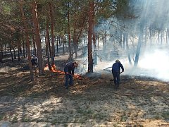 Саратовская область вошла в топ-5 регионов по оперативности тушения лесных пожаров