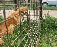 В Ершове специалисты по отлову собак полностью отработали условия договора и готовы заключить следующий