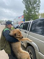 Еще 7 ершовских собак-«беспризорников» направлены в приют