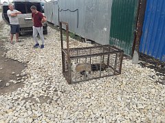 В Ершове проходит очередной «цикл» отлова бродячих животных
