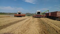 На территории Ершовского района уборочная кампания-2025 развивается уверенно, с хорошими темпами и положительной динамикой