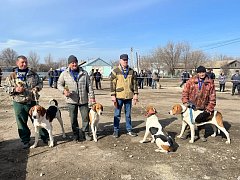 В Ершовском районе с успехом прошла выводка гончих собак