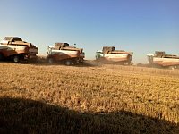 Уборочная кампания в Ершовском районе приближается к завершению