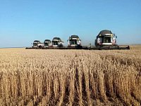 На полях Ершовского района идет жатва озимых и яровых культур