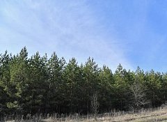 В саратовских лесах ввели особый противопожарный режим