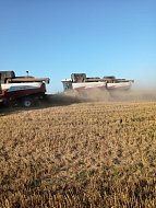 В Ершовском районе подвели итоги уборки ранних зерновых и сева озимых 2025 года